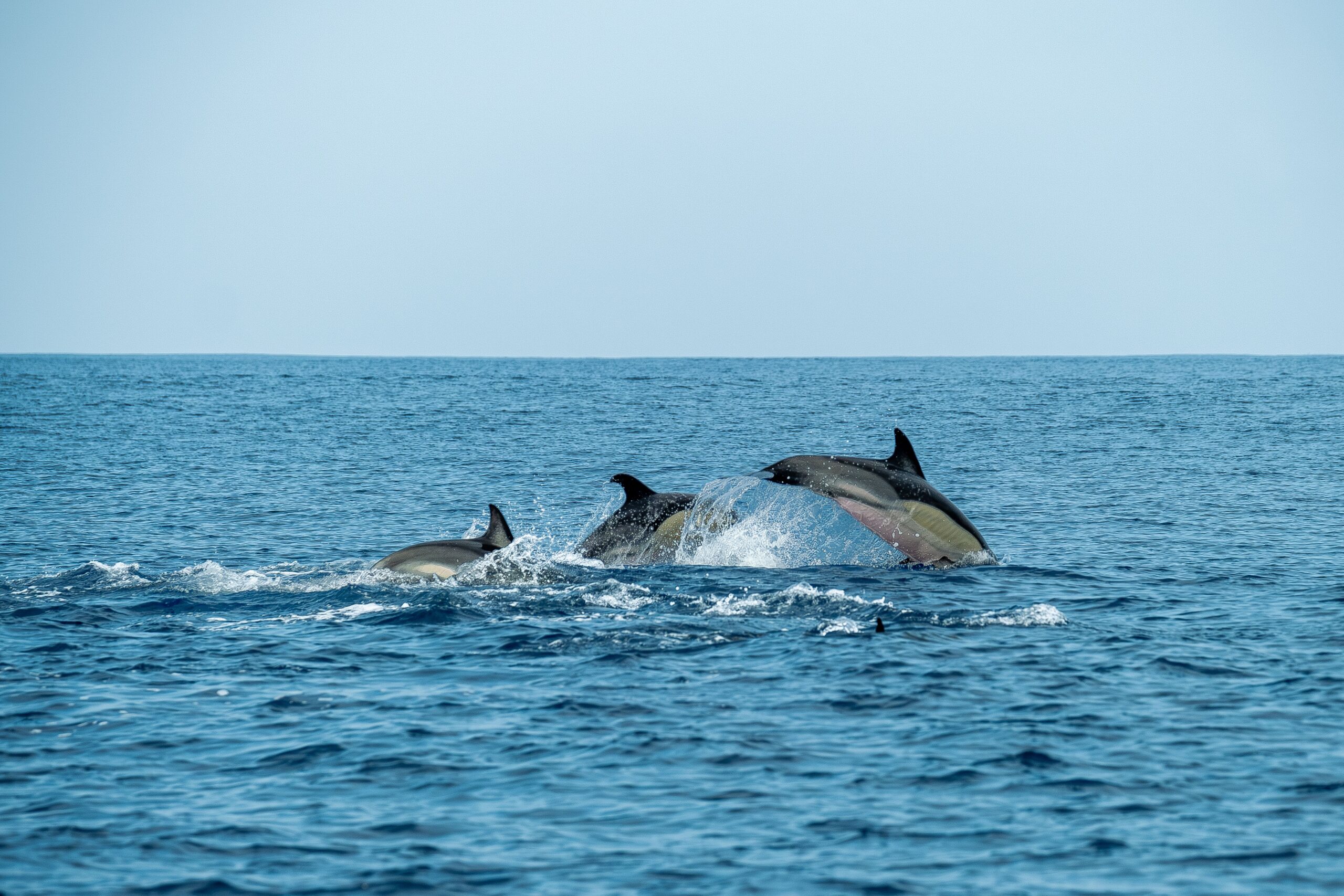 A serene view of dolphins swimming in the deep blue ocean on a clear day.