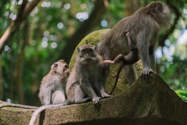 A group of Balinese long-tailed macaques perched in a lush jungle in Ubud, Bali.